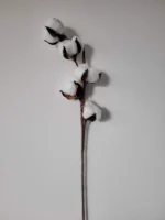 Szárított gyapot termés drótszáron