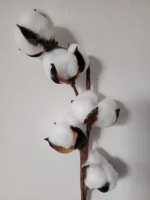 Szárított gyapot termés drótszáron - Image 4