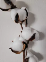 Szárított gyapot termés drótszáron - Image 2