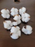 Szárított gyapot termés fejek dróttal