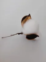 Szárított gyapot termés fejek dróttal - Image 2