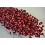 Szárított Len festett, piros