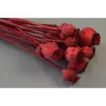 Mák mini festett, piros